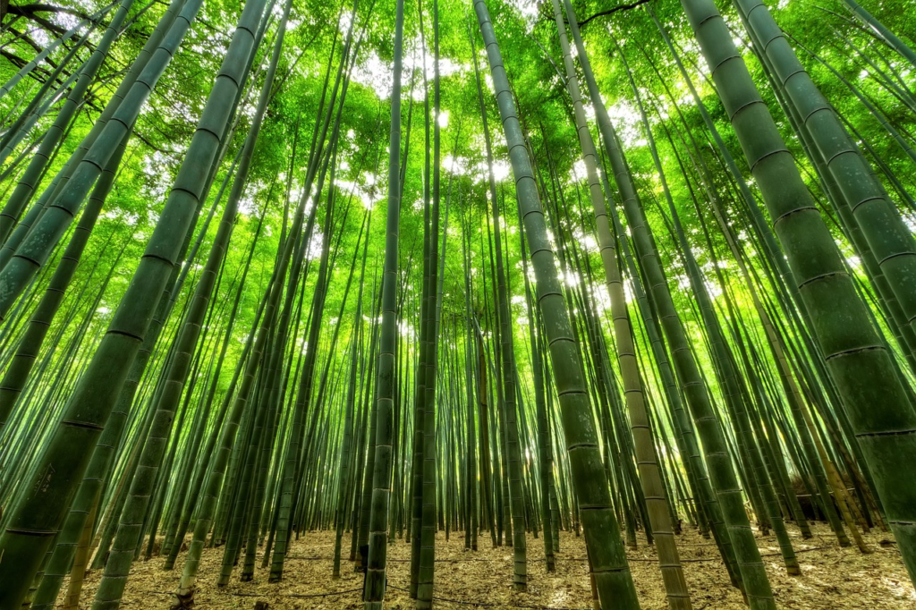 A virtude da resiliência, o bambu enverga, mas não quebra.